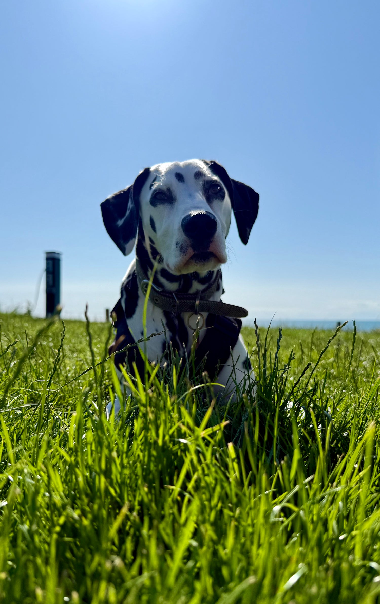 Spotty Dog Collection