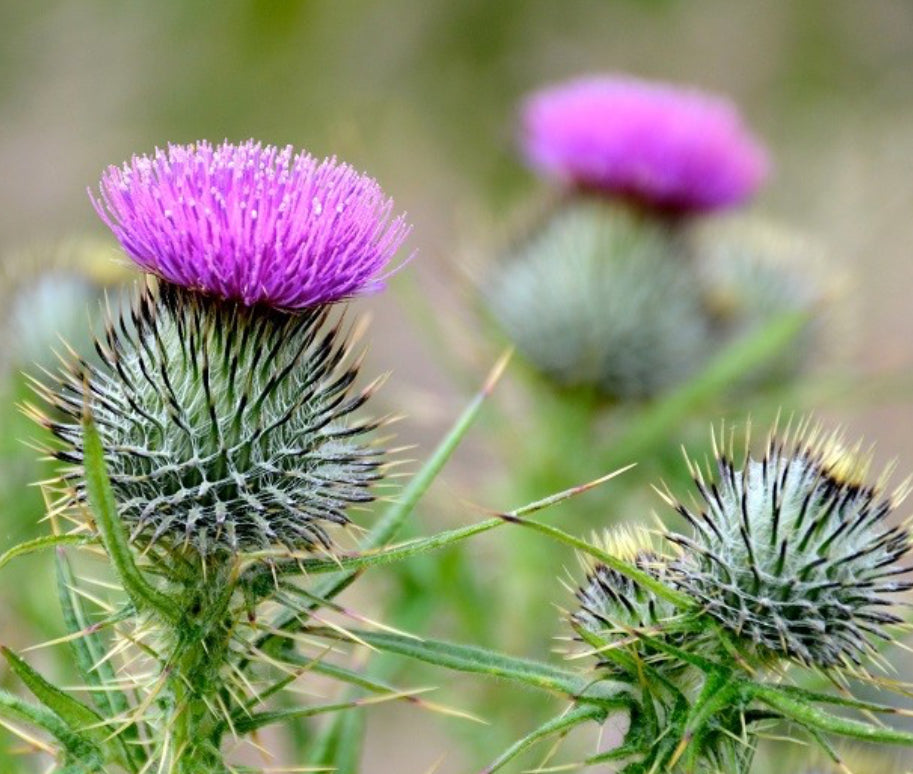 Thistle Collection